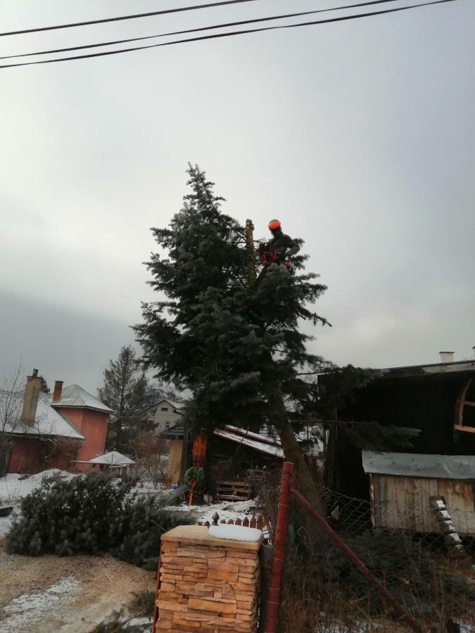 Zrezanie jedle